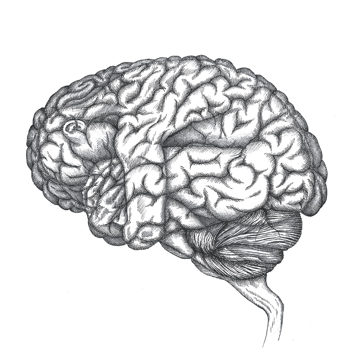 Fetal Brain illustration by Zach Johnson